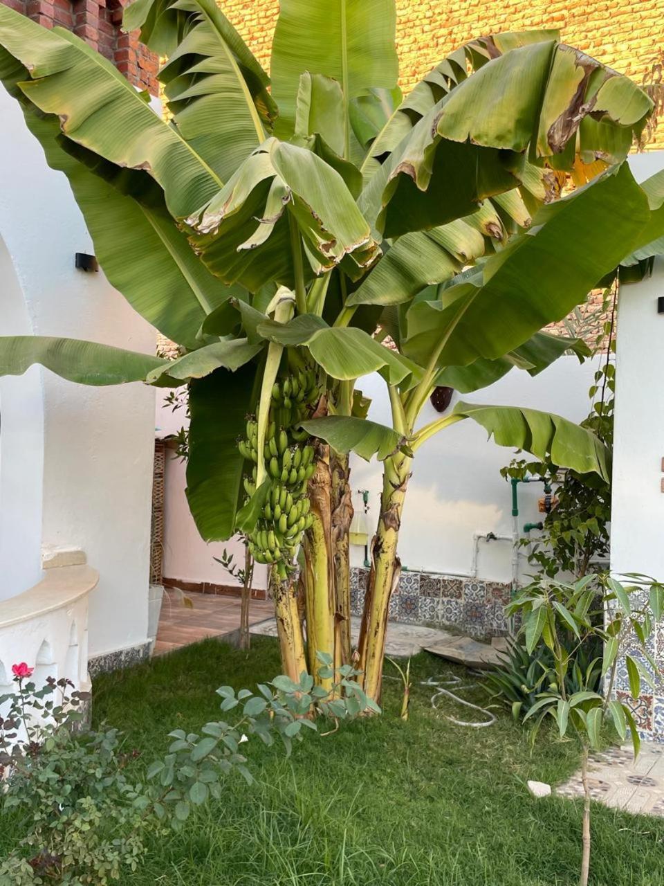 Villa Kemet Jazirat al Awwamiyah Zewnętrze zdjęcie